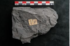 Foto (Detailansicht) von Noeggerathia palmaeformis Goeppert (NHMW-GEO-2024-0188-10741)